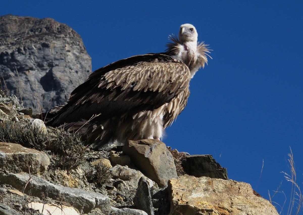 1200-462881419-white-rumped-vulture.jpg