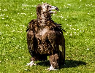 Cinereous vulture on the green grass