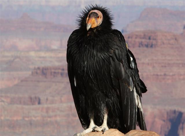 California Condor poses