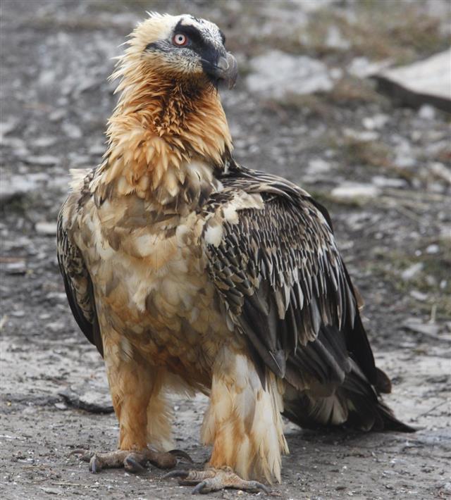 Lammergeier or bearded vulture