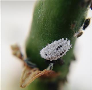 Mealybug, whitefly and other Pest Attack