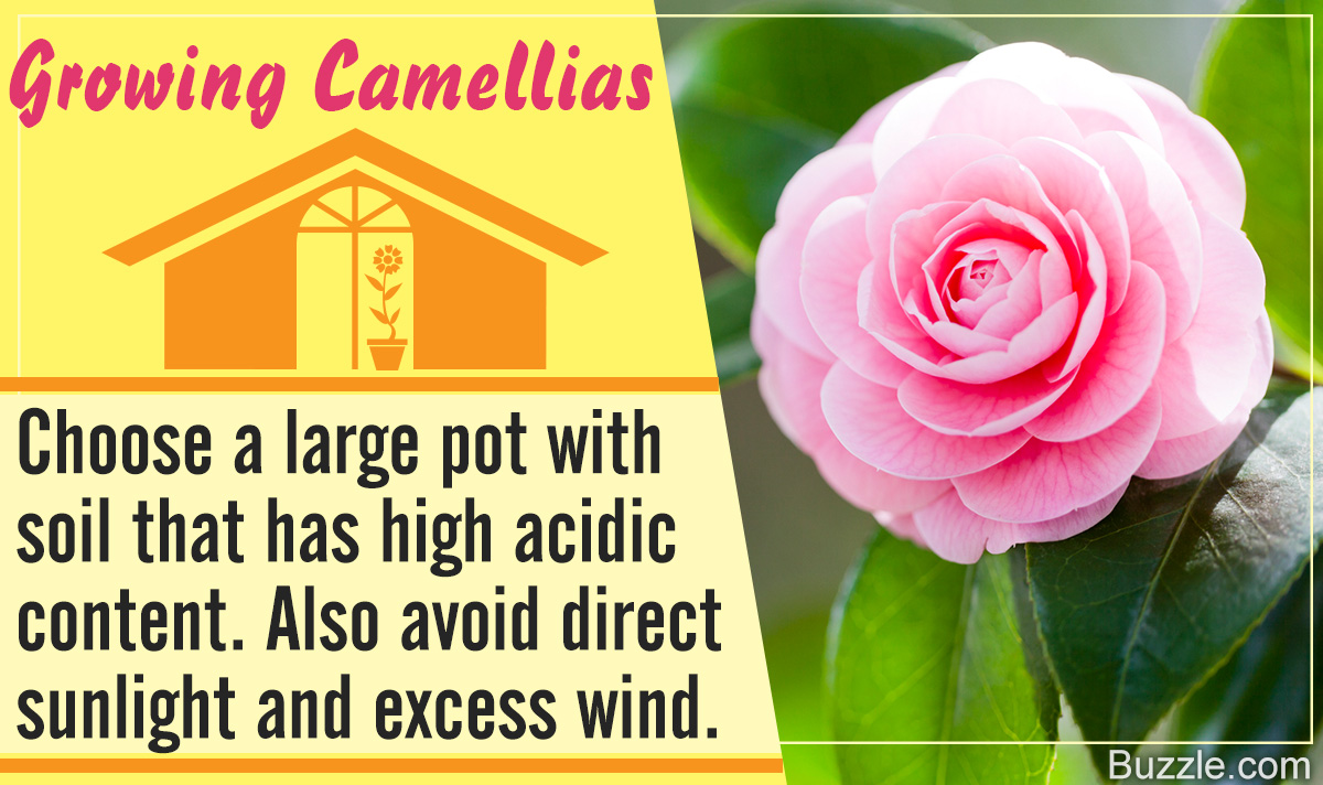 How to Grow Camellias Indoors