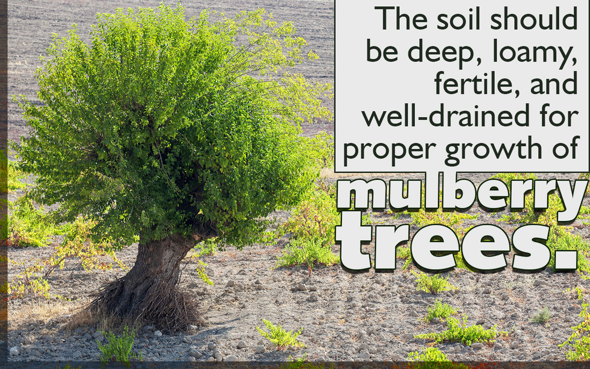 Mulberry Tree Care