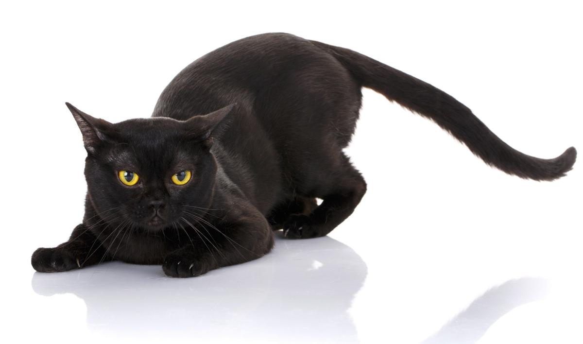 Brilliantly Interesting Personality Traits Of Bombay Cats Cat Breeds Bombay Cat Purebred Cats