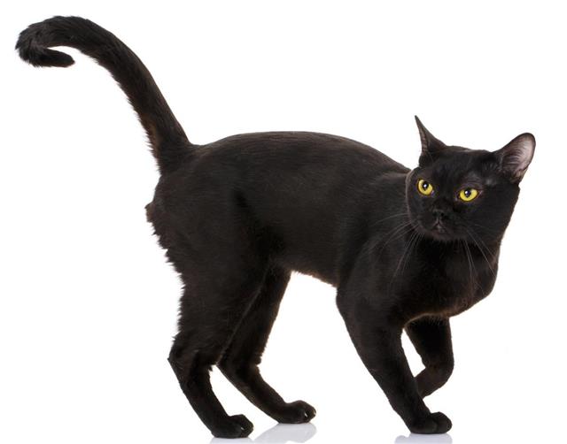 Bombay black cat