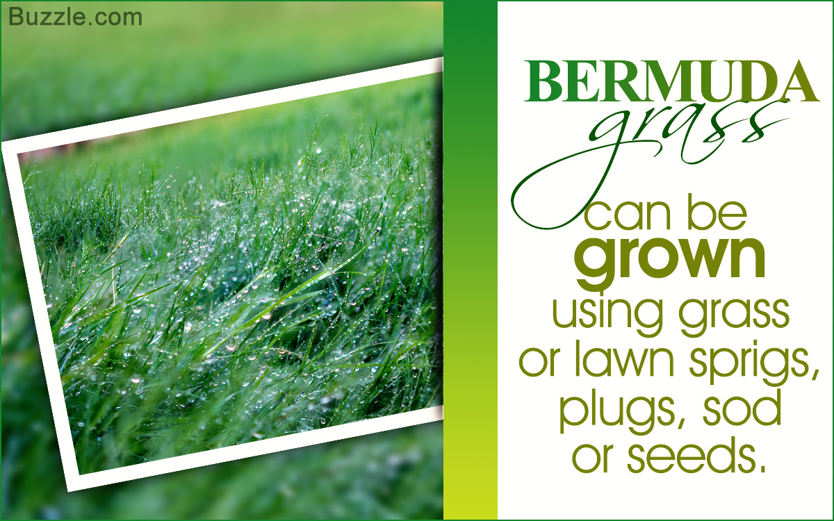 How to Grow Bermuda Grass