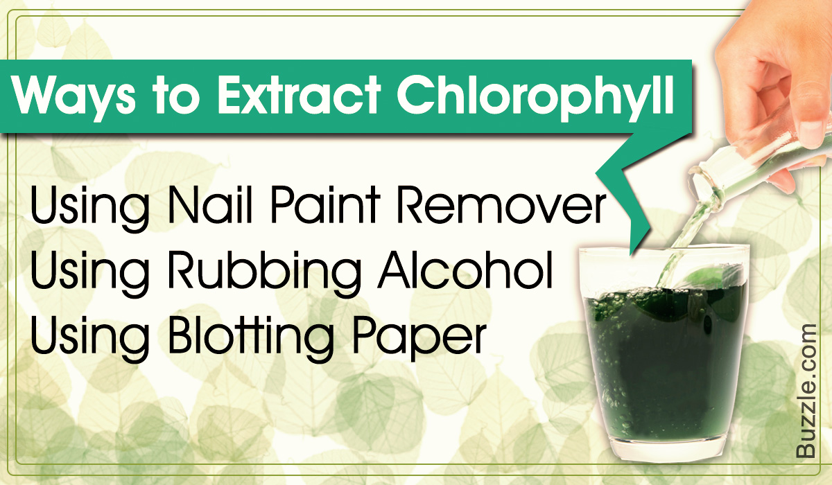 how to remove chlorophyll from plant extract