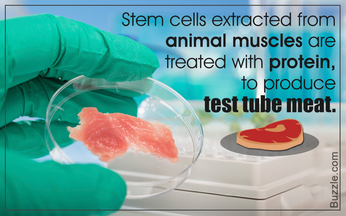 Is Test Tube Meat Safe?