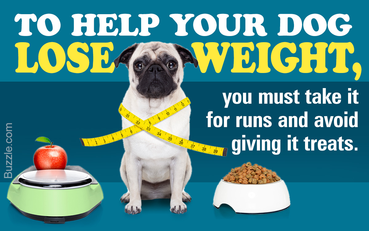 Here's How You Can Help Your Overweight Dog Lose Weight