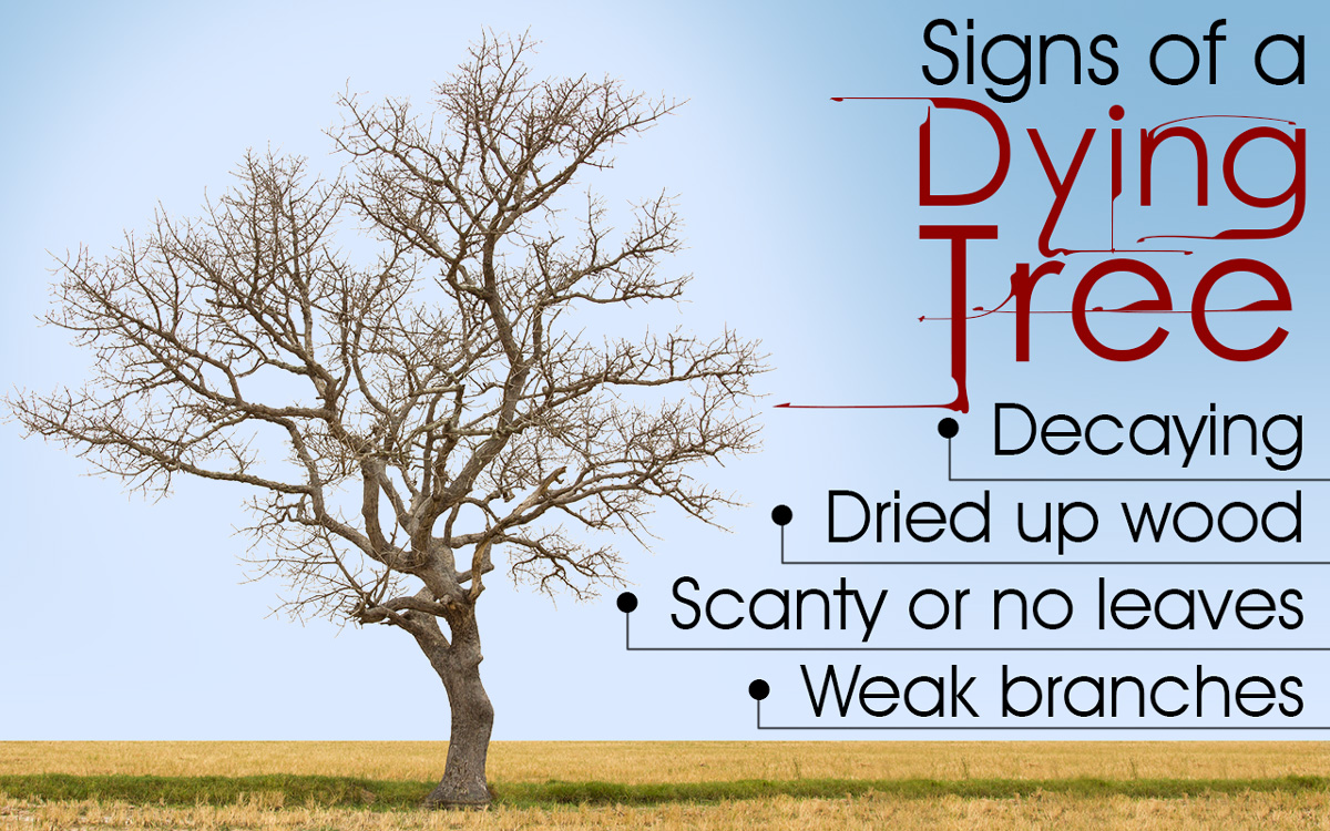 How to Save a Dying Tree