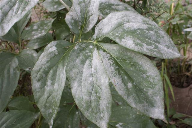 Powdery Mildew Disease on Leaves