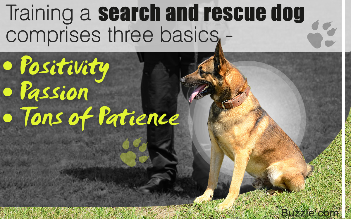 How to Train Your Dog for Search and Rescue Work