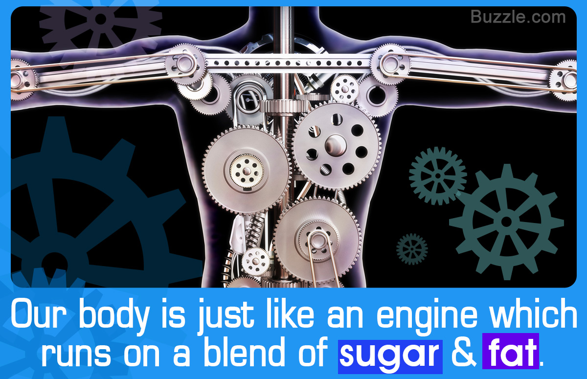 Your Body Has A Hybrid Engine