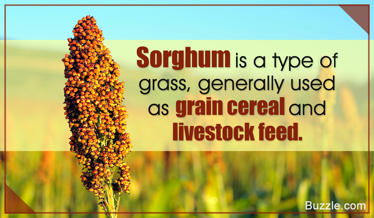 What is Sorghum?