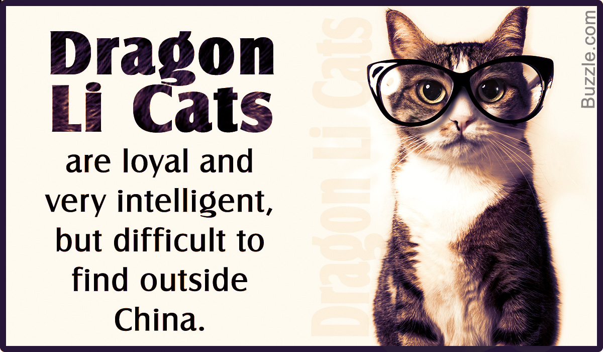 Dragon Li Cats