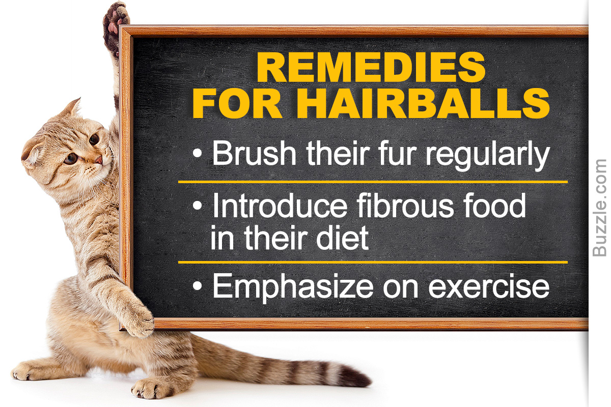 Effective Home Remedies for Hairballs in Cats