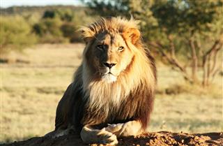 Lion In Natural Habitat