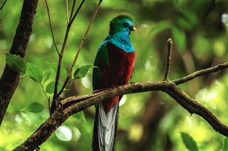 Male Of Resplendent Quetzal