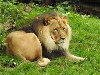 A Lion Sitting On The Grass