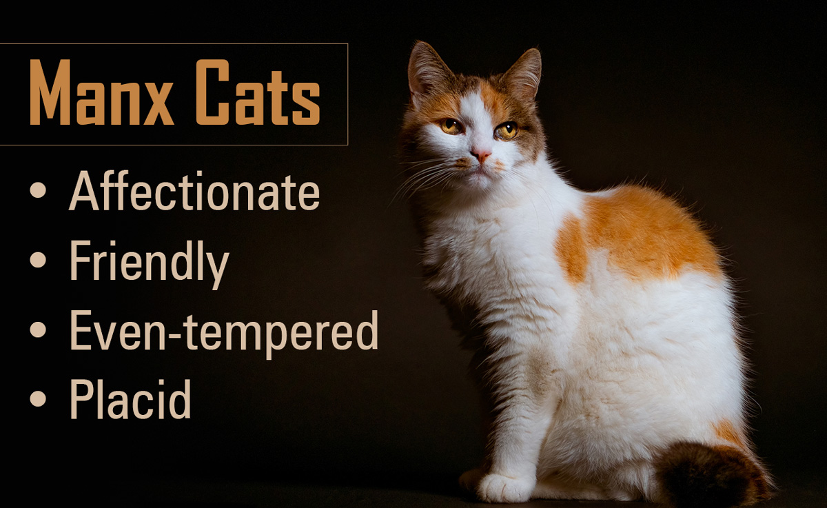 Information About Manx Cats