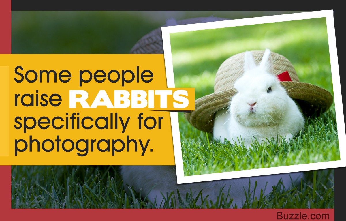 Facts about Rabbits