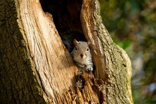 gray Squirrel in Tree