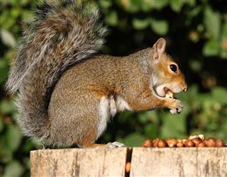 gray Squirrel feeding