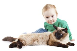 Little boy with balinese cat