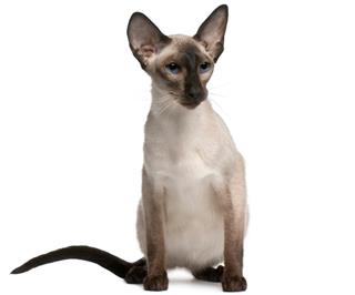 Balinese cat in white background
