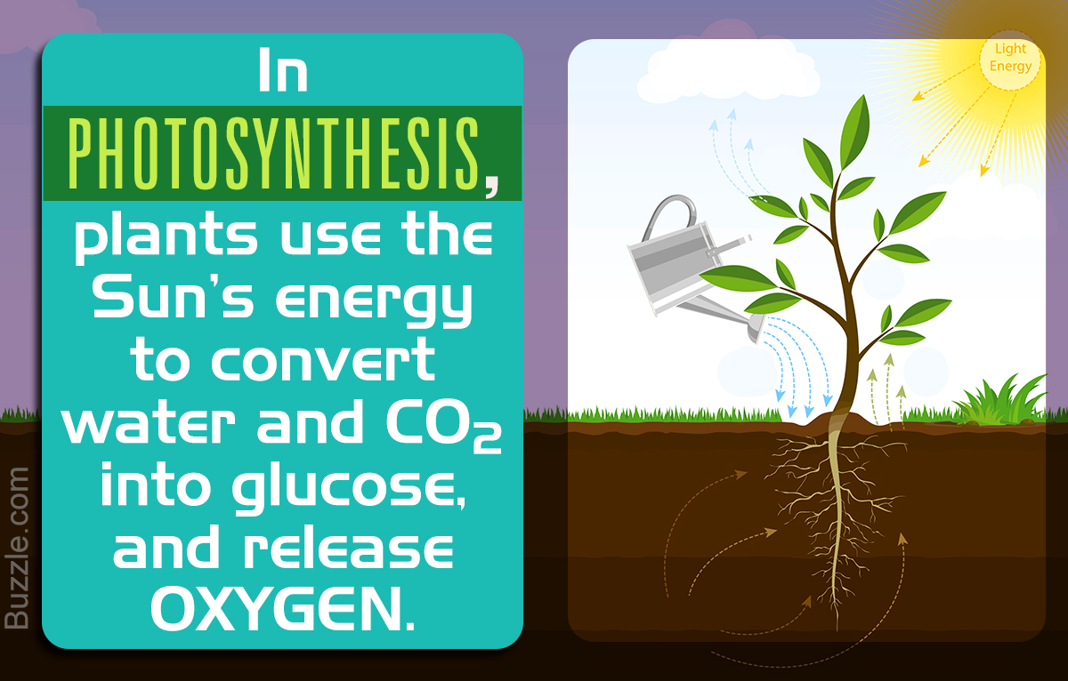 Importance of Photosynthesis and Why is it Vital for Survival of Life -  Biology Wise