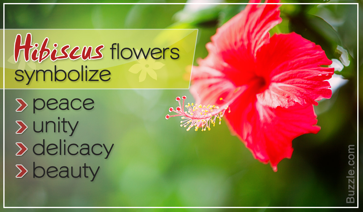 What Do Different Flowers Symbolize?