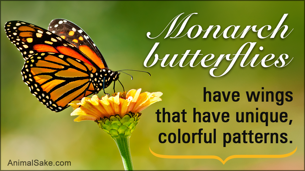 Facts about Monarch Butterflies