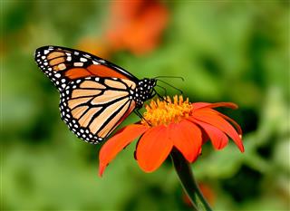 Monarch Butterfly feeding