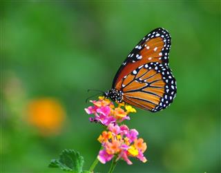 Monarch Butterfly on Lantana