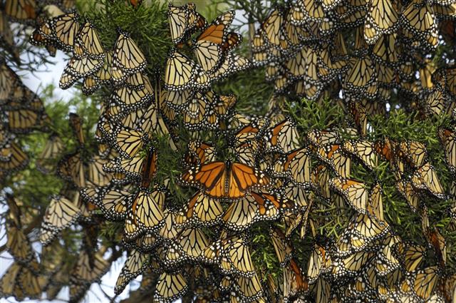 Close-up of Monarch Butterflies on Branch
