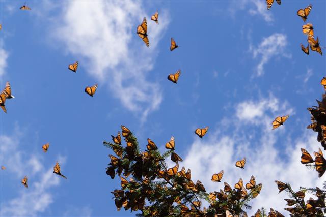 Large group of monarch butterflies flying in bright sky