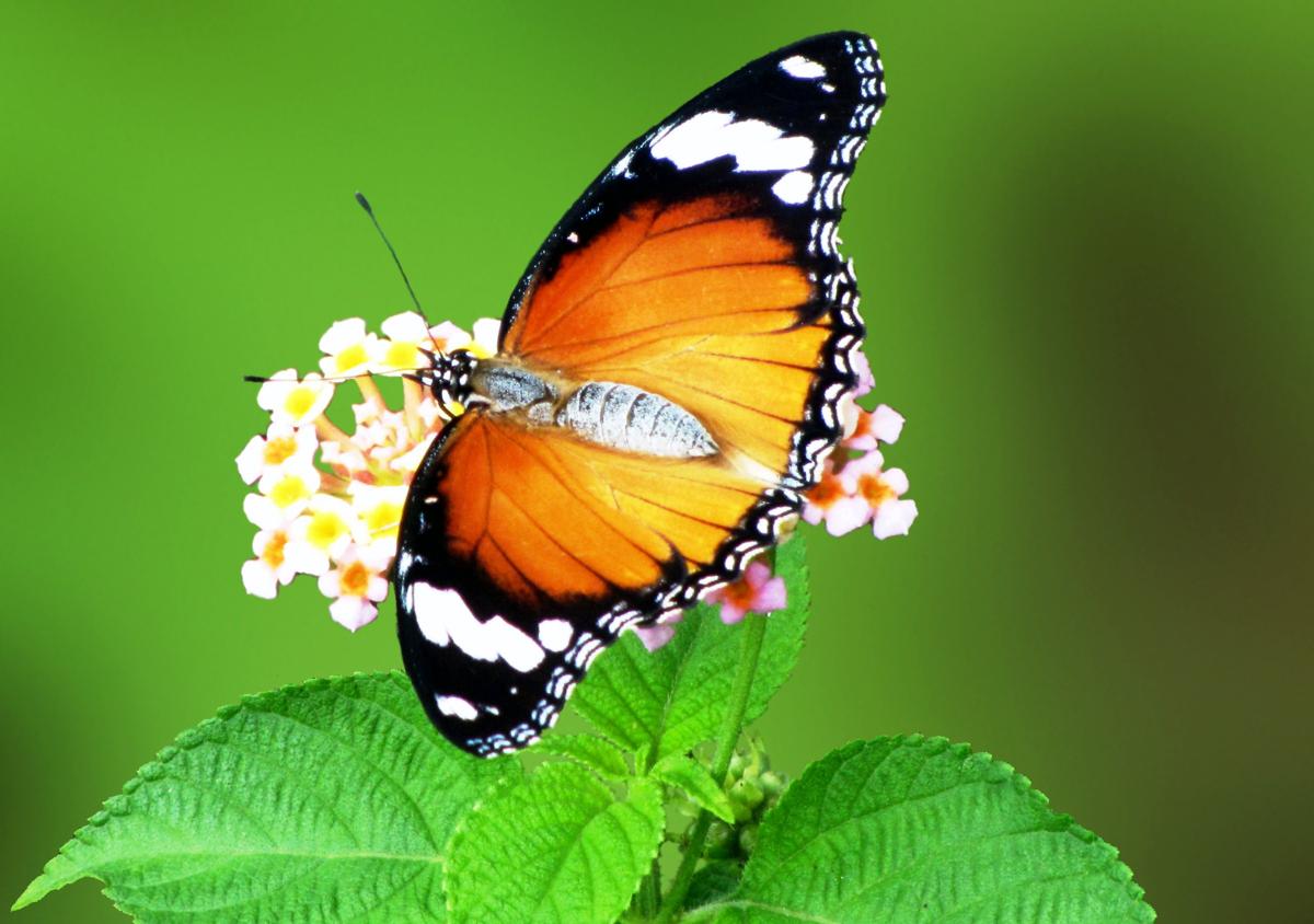 Why Exotic Butterfly Art is Gaining a Huge Popularity Off Late