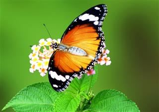 Exotic Butterfly on flower