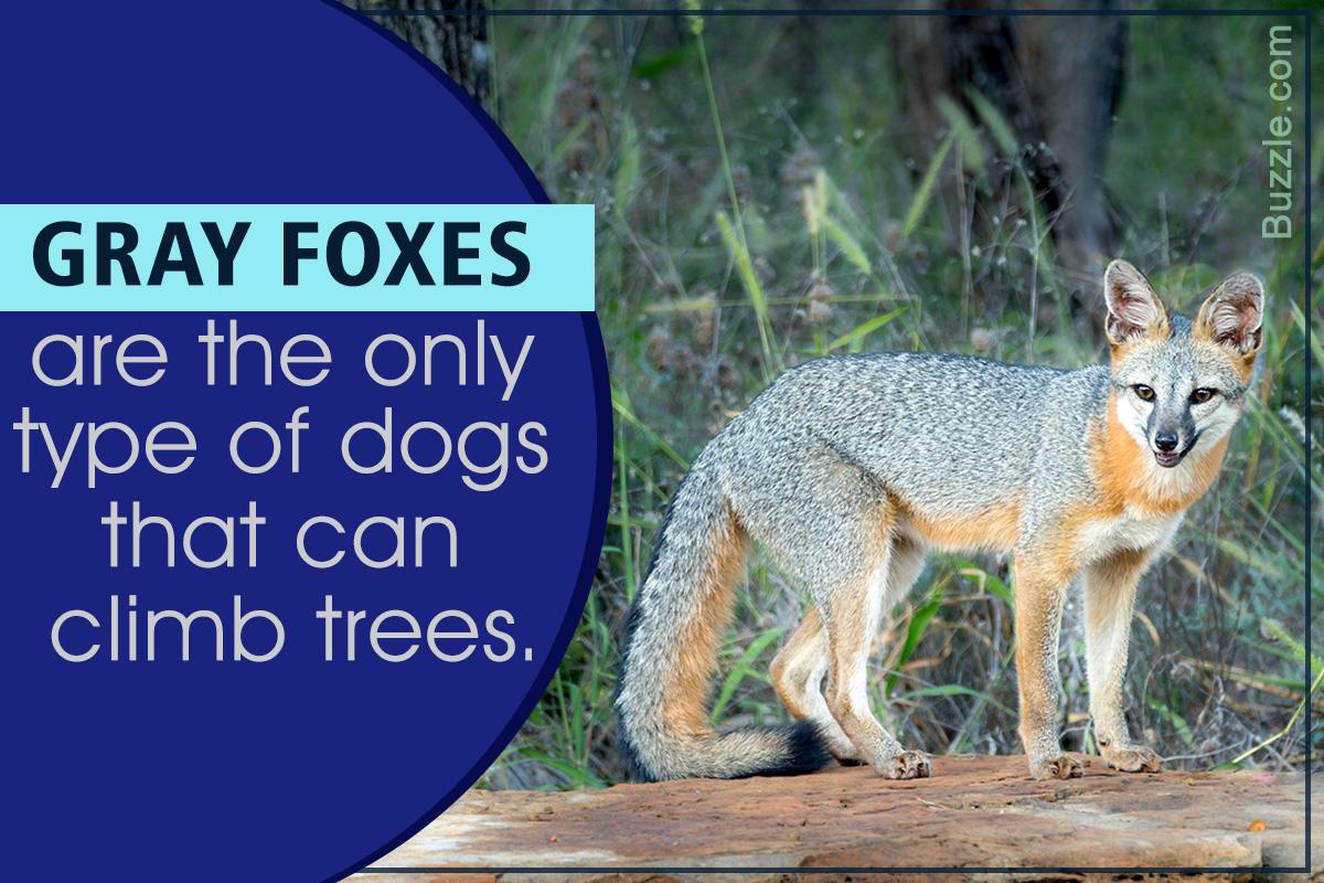 Facts About Foxes