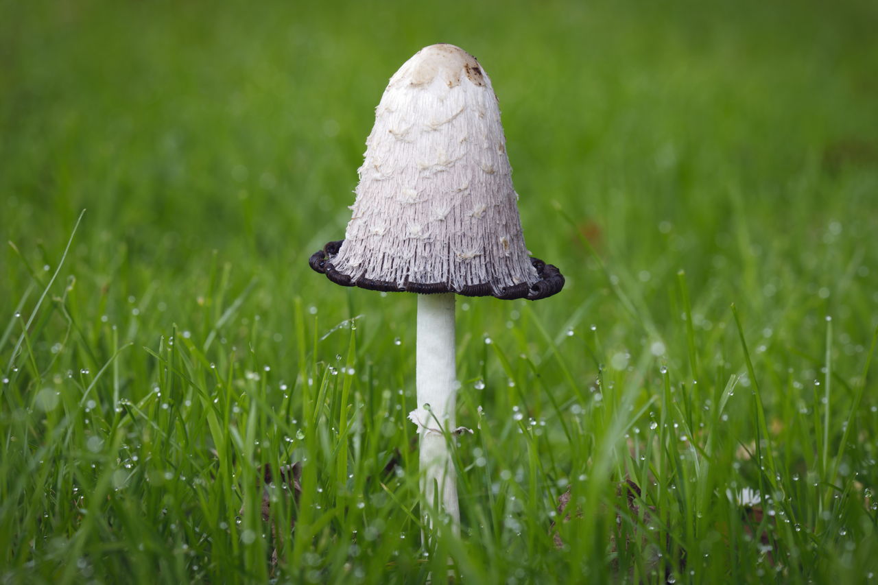 All the Types of Edible Mushrooms Explained With Pictures ...

