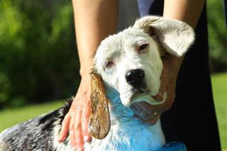beagle taking  bath