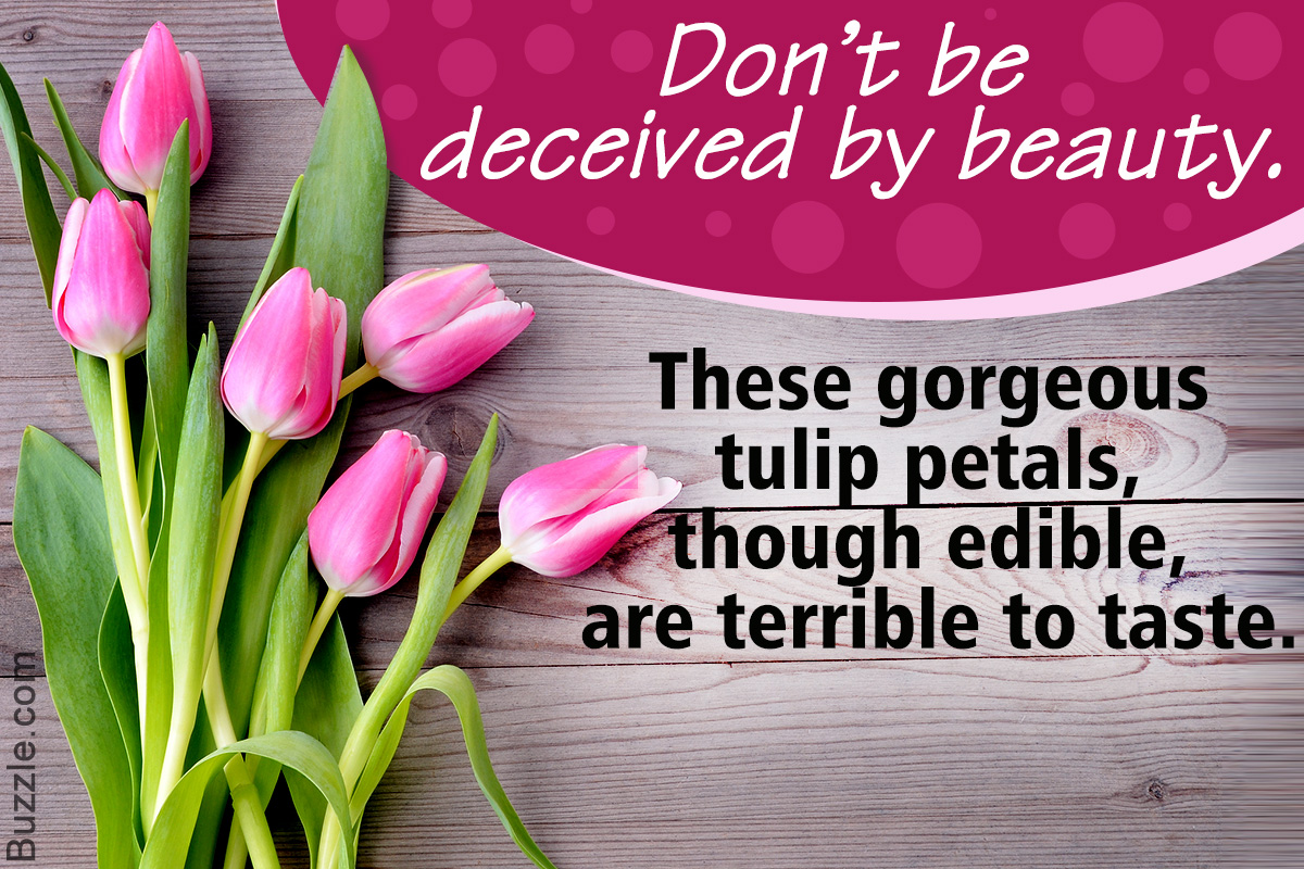 Facts about Tulips