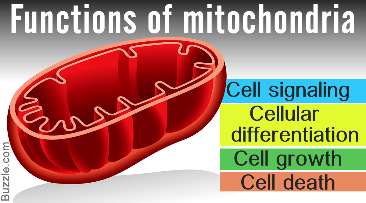 Who Discovered the Mitochondria