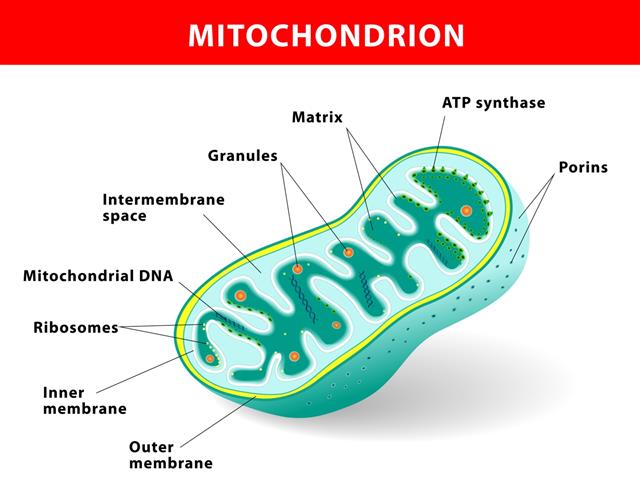 Mitochondrion vector illustration