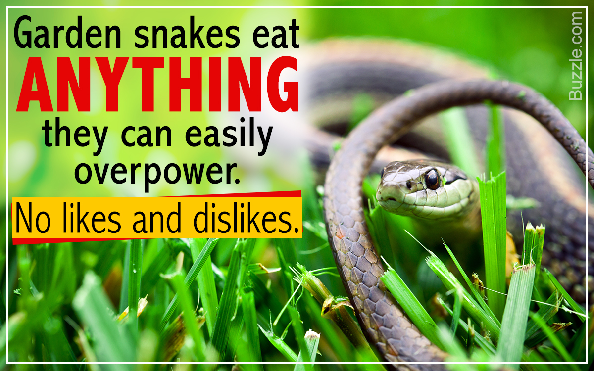What do Garden Snakes Eat?