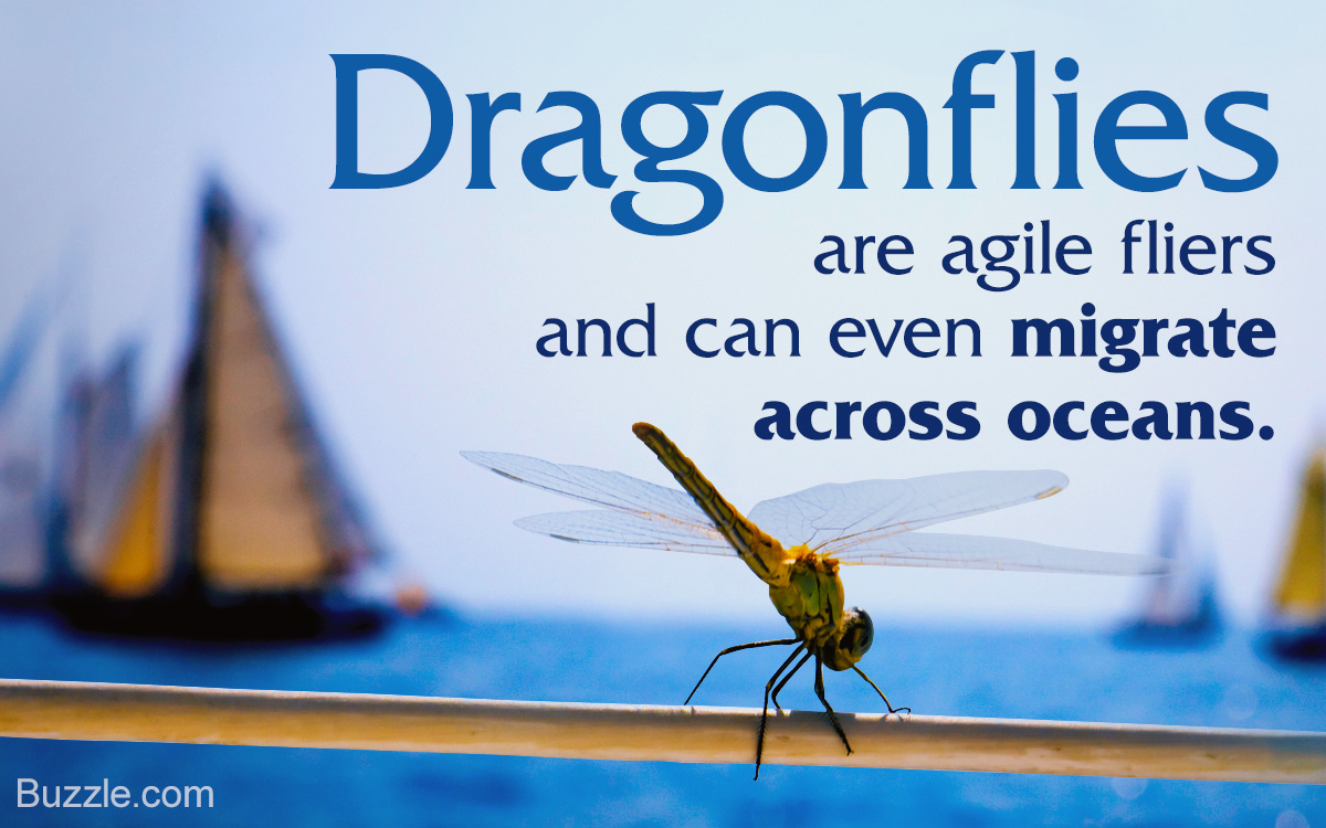 Dragonfly Habitat: What Do Dragonflies Eat?