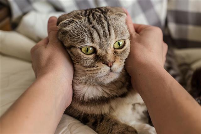 Person stroking hands surprised cat Scottish Fold