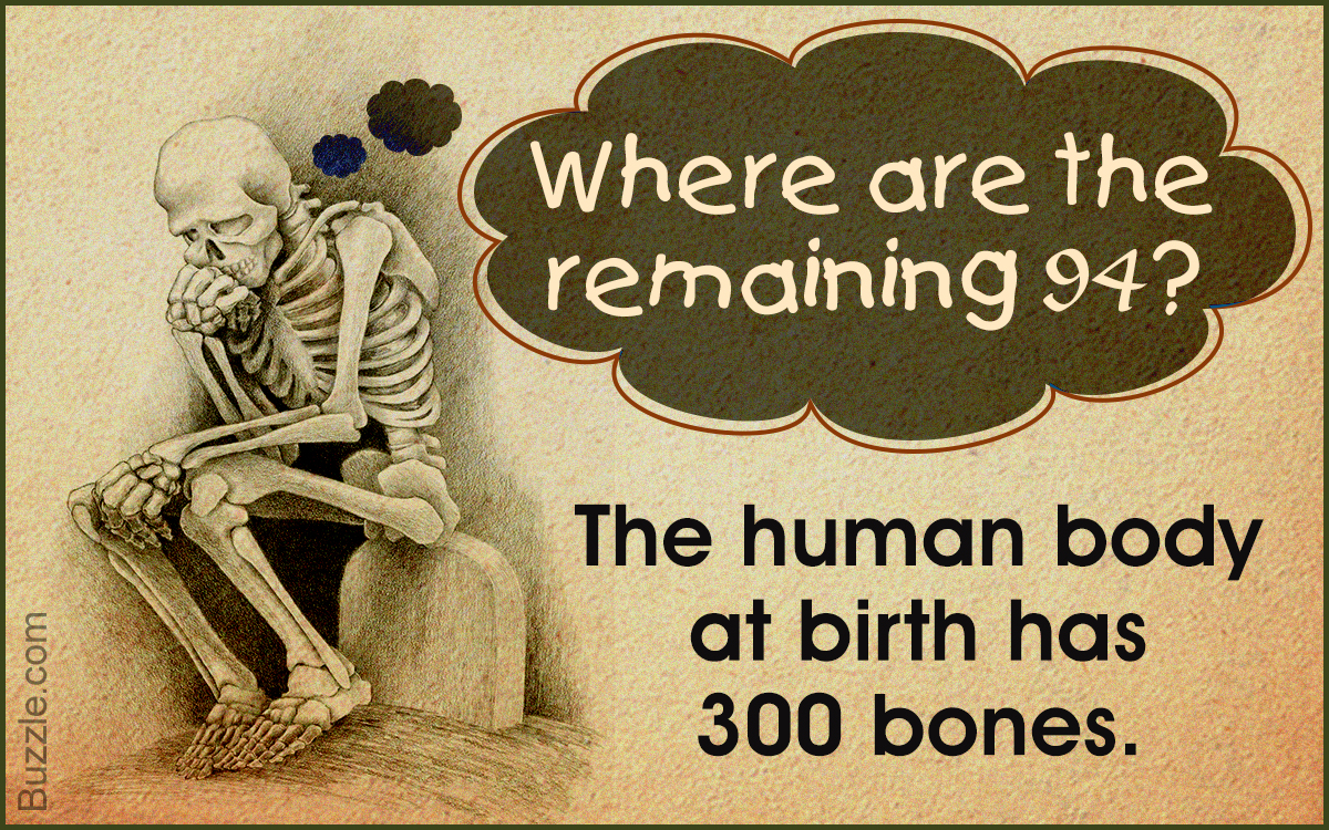How Many Bones are There in the Human Body?