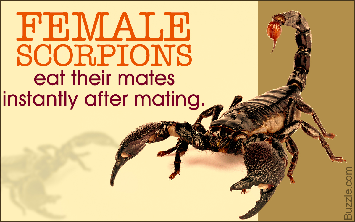 What do Scorpions Eat?
