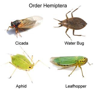 Cicada Isolated